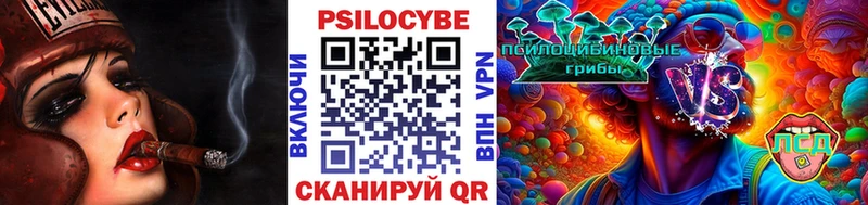 наркота  Сольцы  Галлюциногенные грибы Psilocybine cubensis 